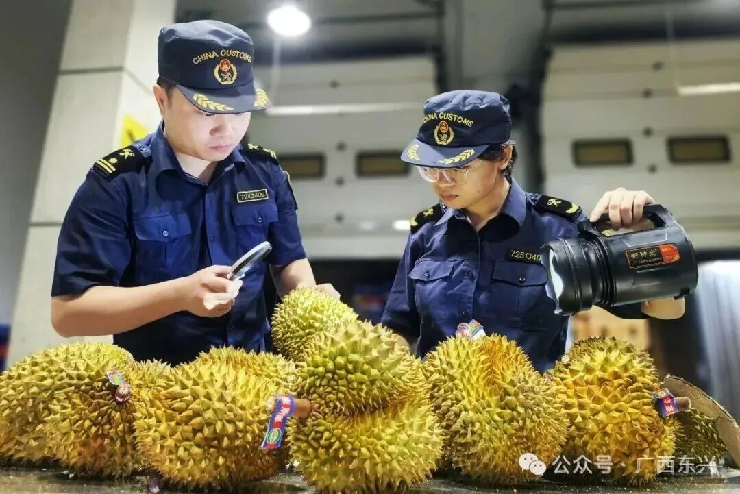 水果查验平台上，一箱箱泰国、越南等东盟国家榴莲整齐码放，正在有序接受海关查验